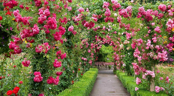 Rose Garden Chandigarh - रोज गार्डन चंडीगढ़