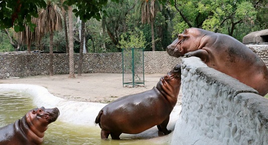 Chhatbir Zoo Chandigarh