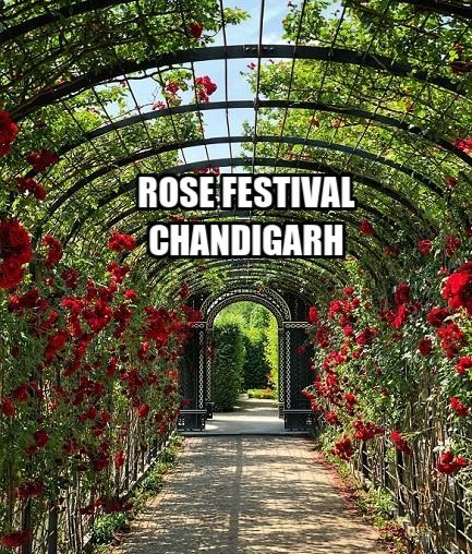 rose festival chandigarh in english