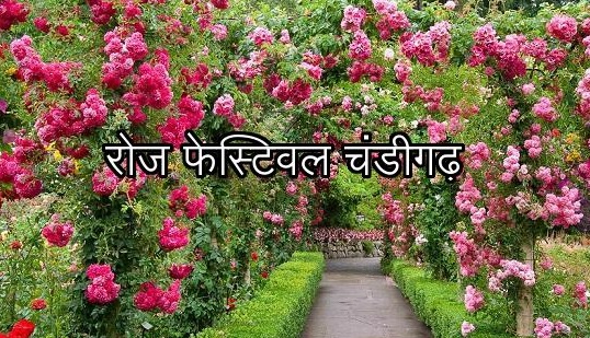 rose festival chandigarh in hindi