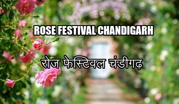 rose festival chandigarh