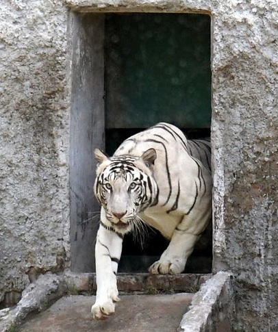 zoo in Chandigarh