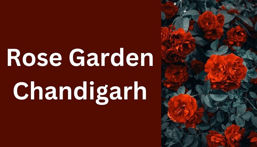 Rose Garden in Chandigarh