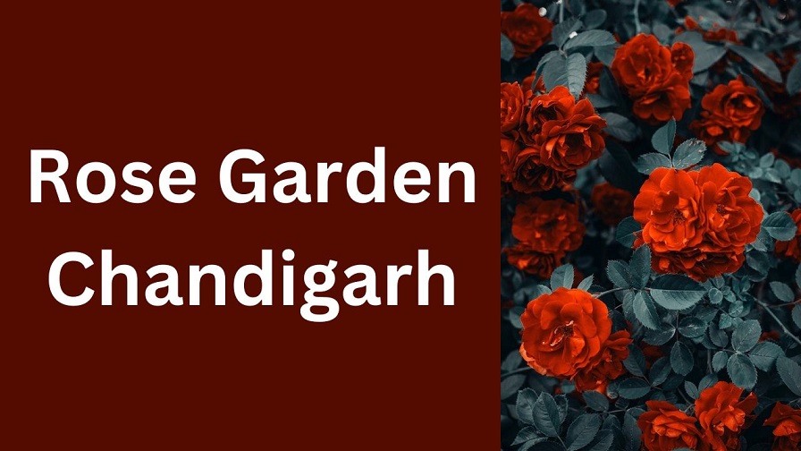 Rose Garden in Chandigarh