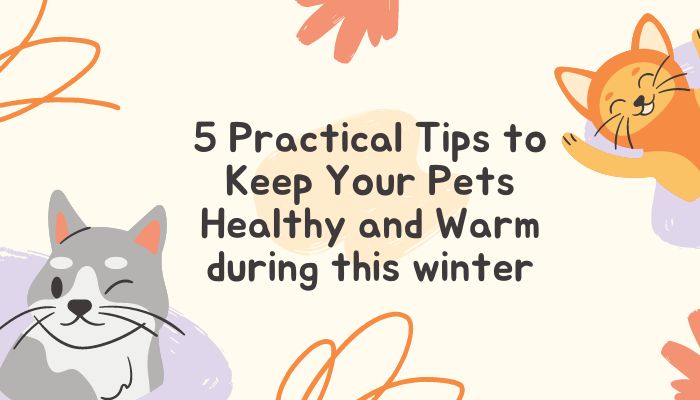 5 Practical Tips to Keep Your Pets Healthy and Warm during this winter