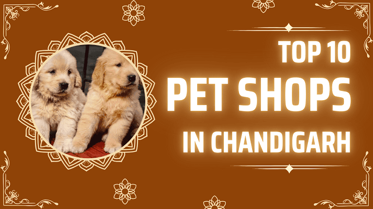 Top 10 Pet Shops in Chandigarh