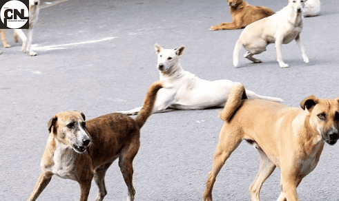 Stray Dogs Punjab