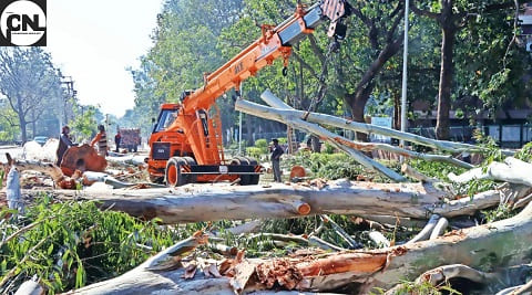 Chandigarh Tree Cutting News