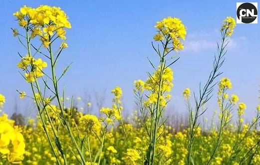 Purchase of Mustard in Haryana